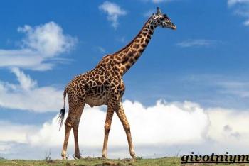 Жираф: интересные факты, фото и краткое описание Жираф краткое описание животного