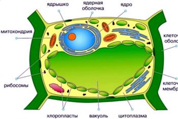 Какие сходства есть у клеток животных и бактерий В чем сходство и различие растительной клетки