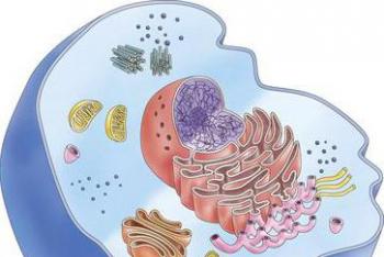 Какие сходства есть у клеток животных и бактерий Сходство и отличие клеток животных и растений